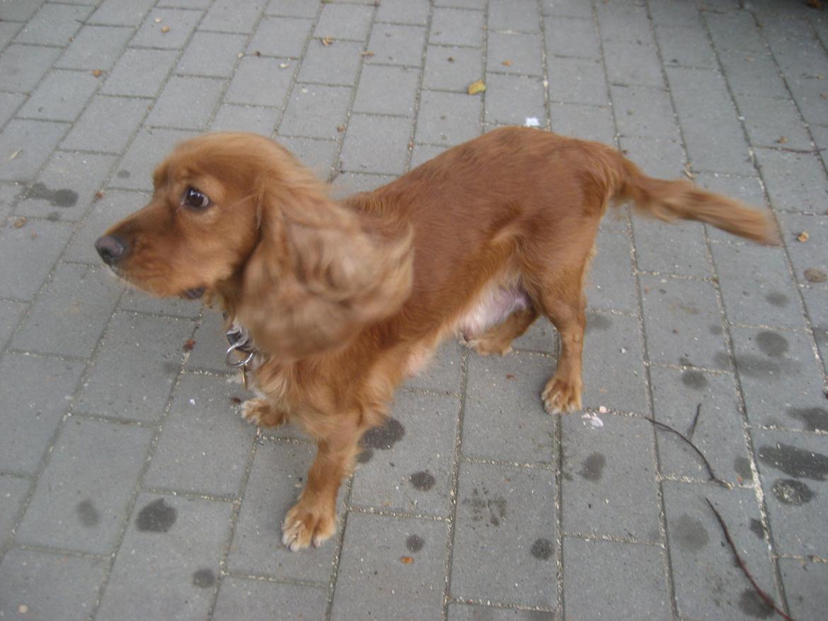 Blanding af racer Nala billede 20