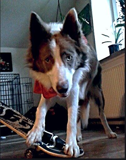 Border collie Yatzy - lidt skateboard træning  billede 10