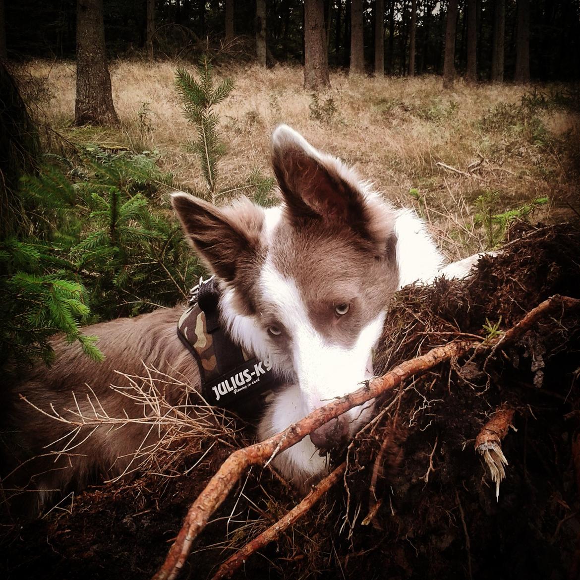 Border collie Yatzy billede 11