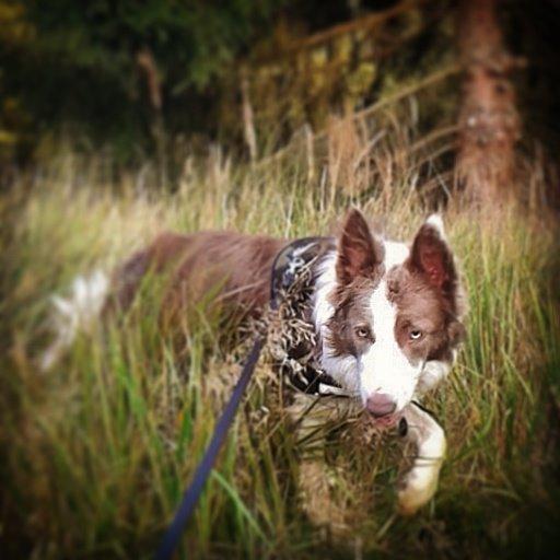 Border collie Yatzy billede 14