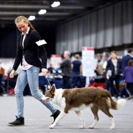 Border collie Yatzy - udstilling "kom og vis di hund" i Aars billede 13