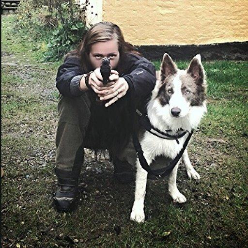 Border collie Yatzy - skudtræning med luftpistol, helt ligeglad  billede 12