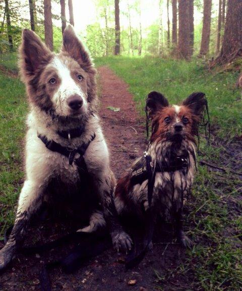 Border collie Yatzy - Yatzy og Taco fandt et mudderhul..... billede 30