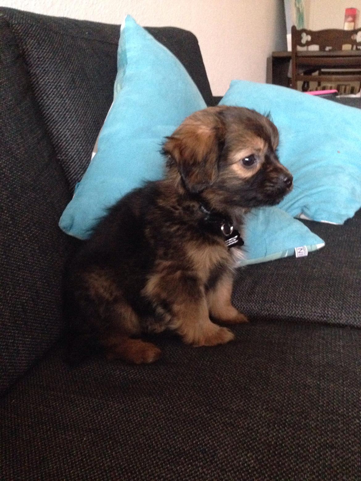 Blanding af racer Charger billede 1