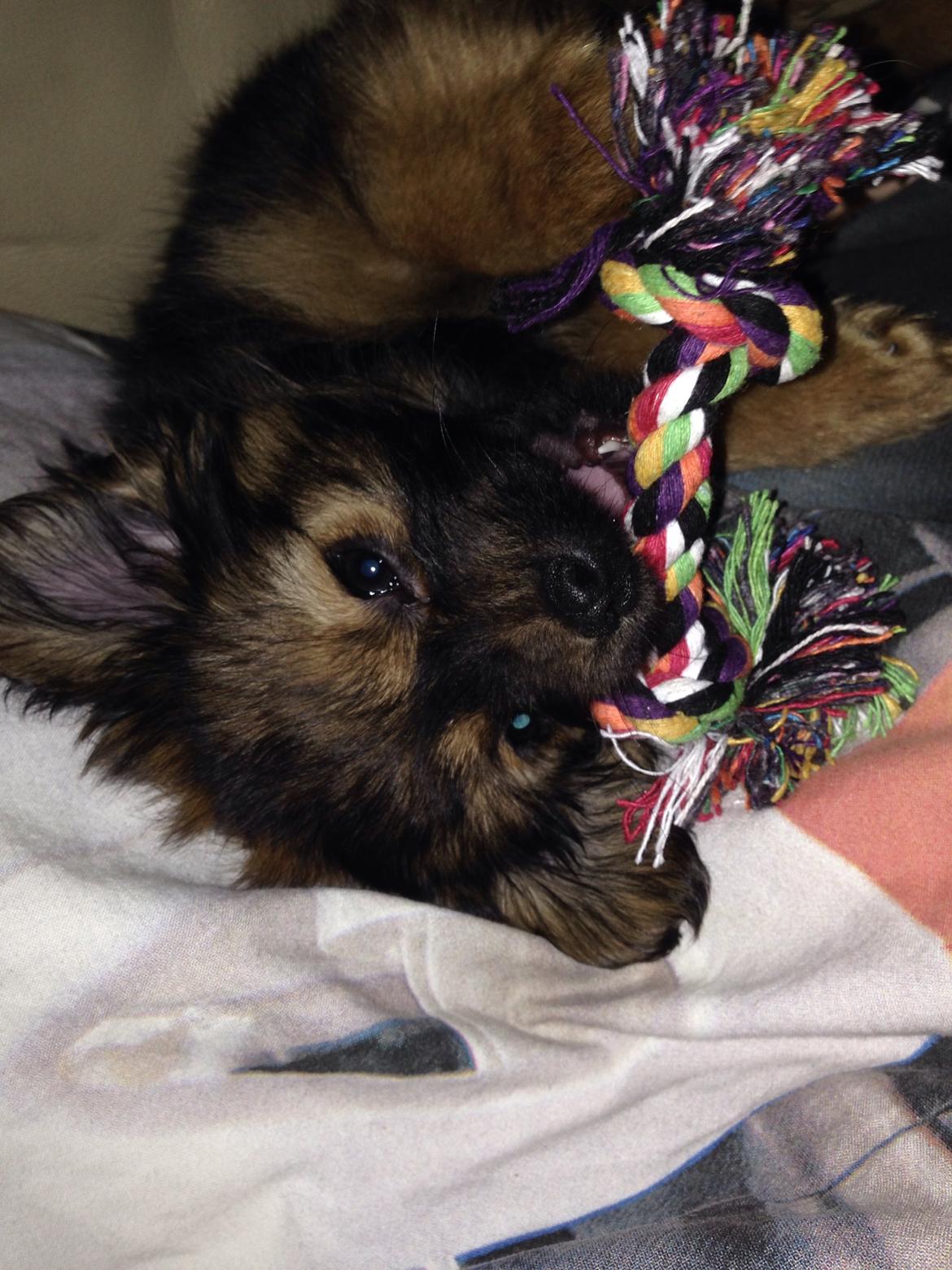 Blanding af racer Charger billede 2