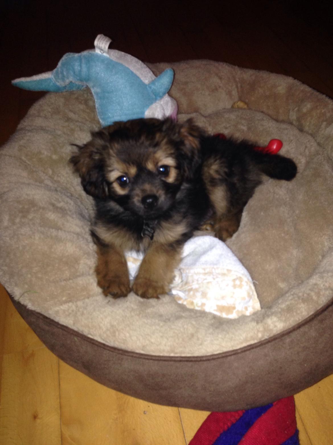 Blanding af racer Charger billede 3