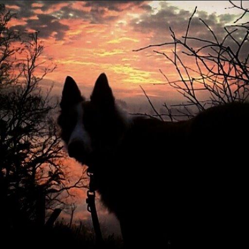 Border collie Yatzy - poser foran solnedgangen billede 9