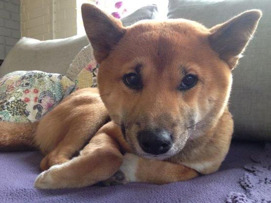 Shiba Shiba billede 4