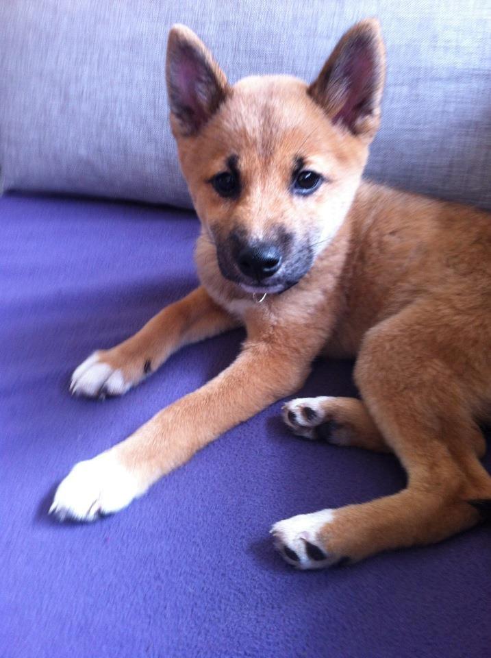 Shiba Shiba billede 3