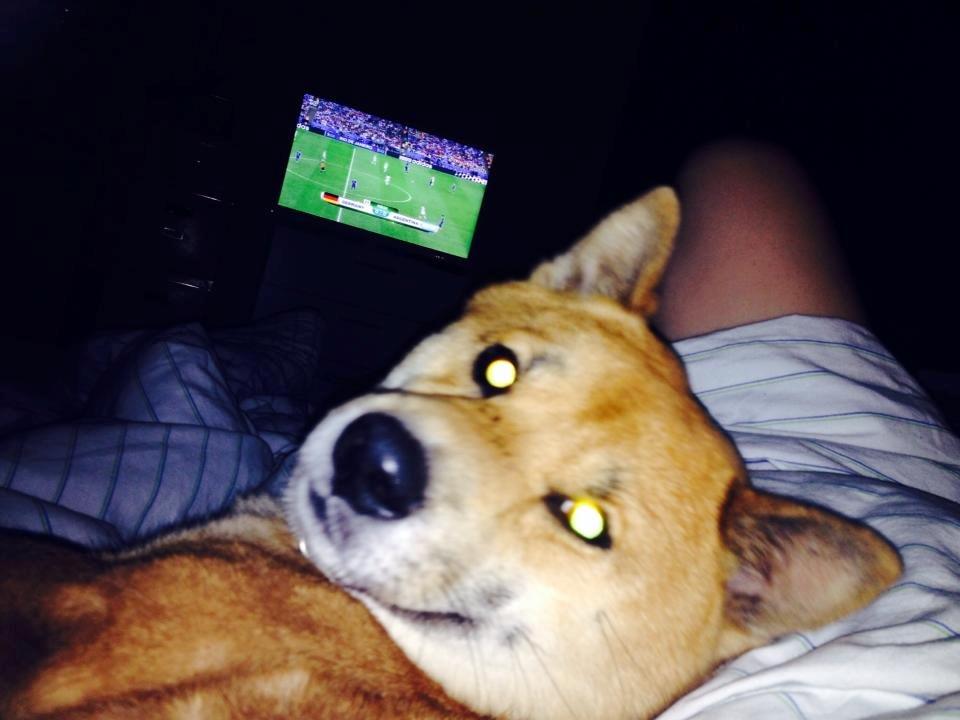 Shiba Shiba billede 5