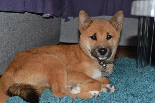 Shiba Shiba billede 1