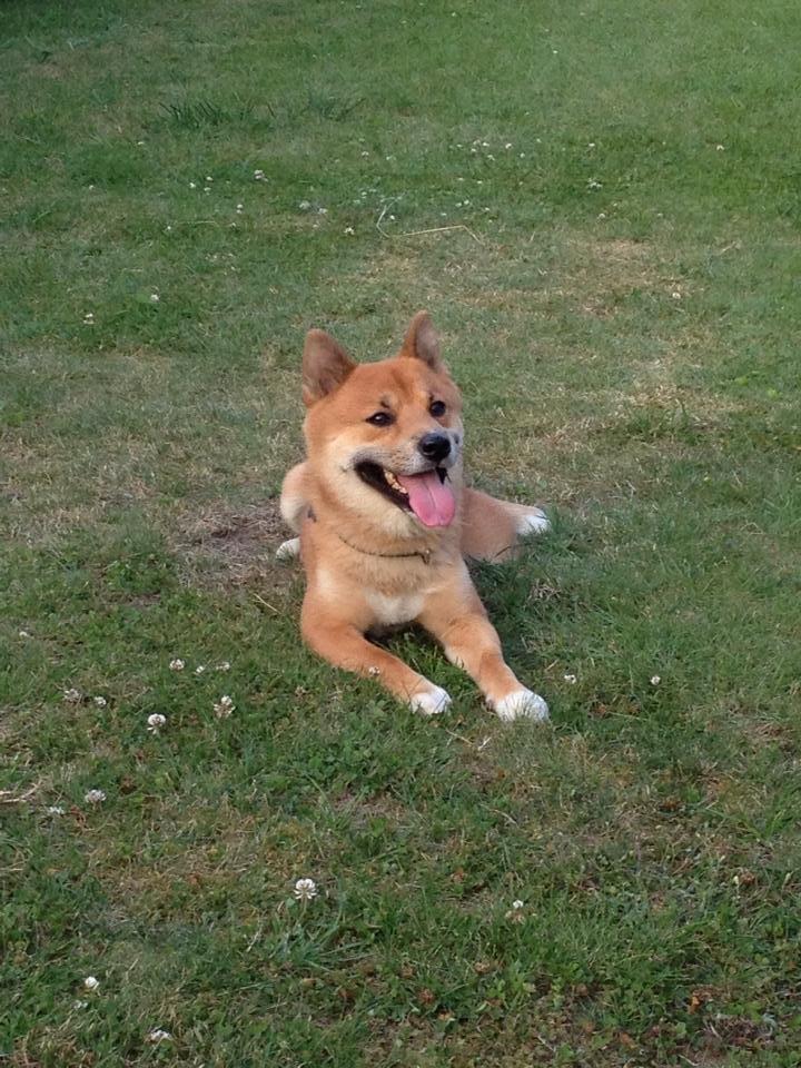 Shiba Shiba billede 2