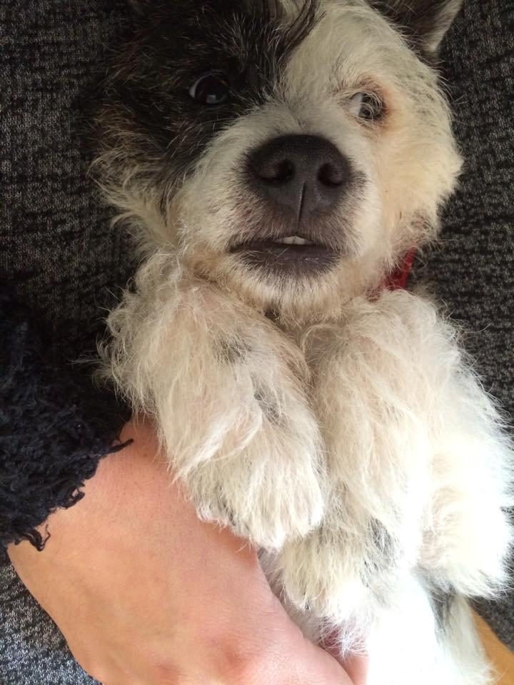 Podengo portugues pequeno Veléz billede 2