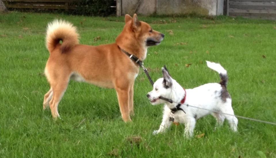 Podengo portugues pequeno Veléz billede 3