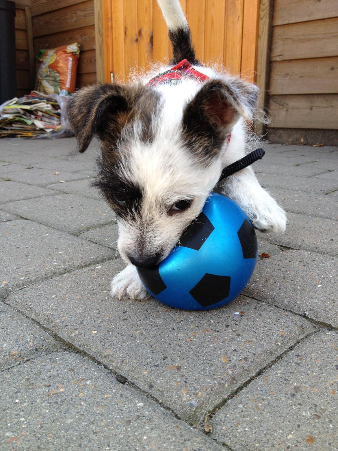 Podengo portugues pequeno Veléz billede 4