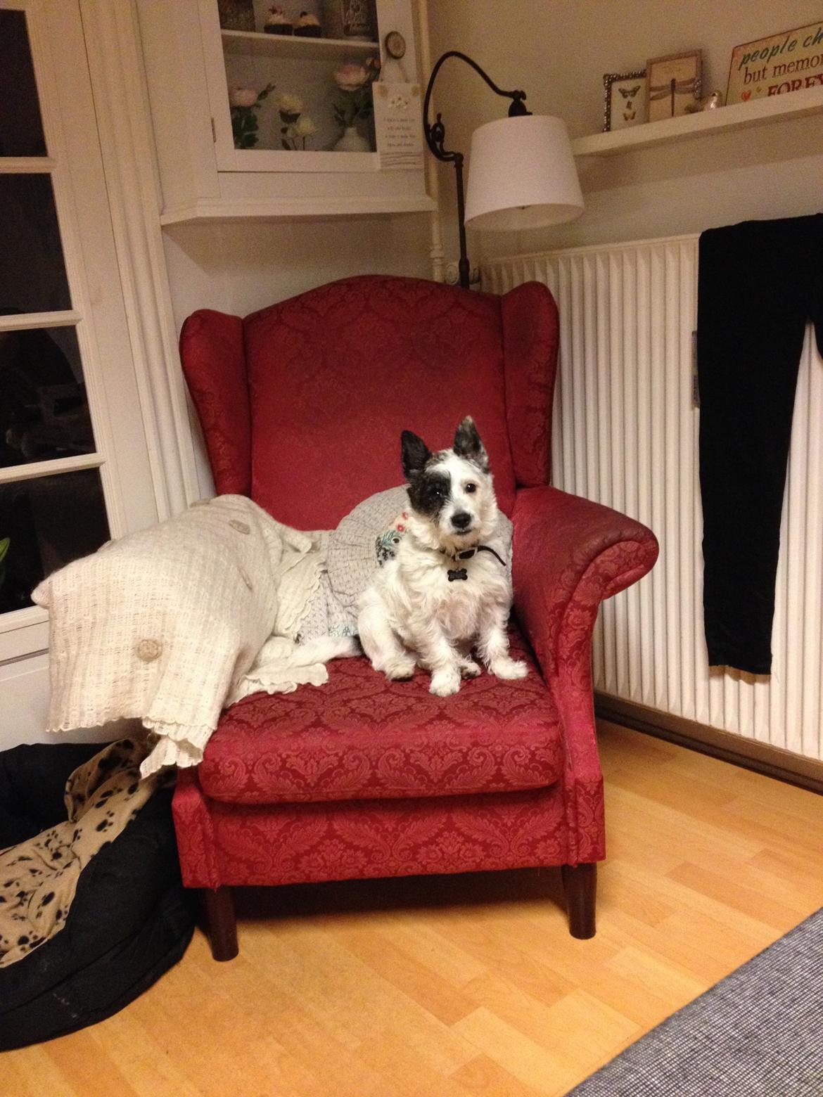 Podengo portugues pequeno Veléz billede 1