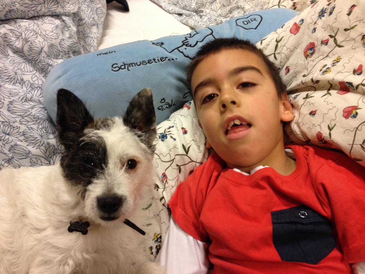 Podengo portugues pequeno Veléz billede 5