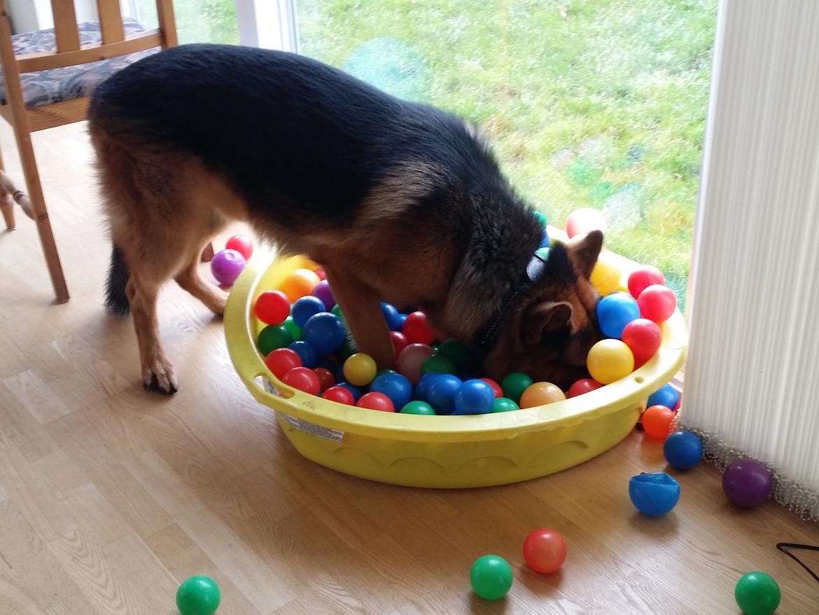 Schæferhund lucifer billede 12