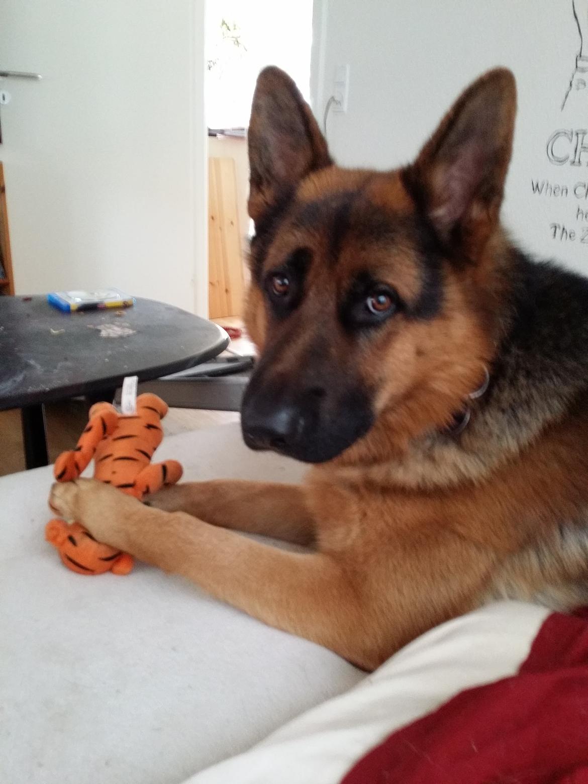 Schæferhund lucifer billede 13