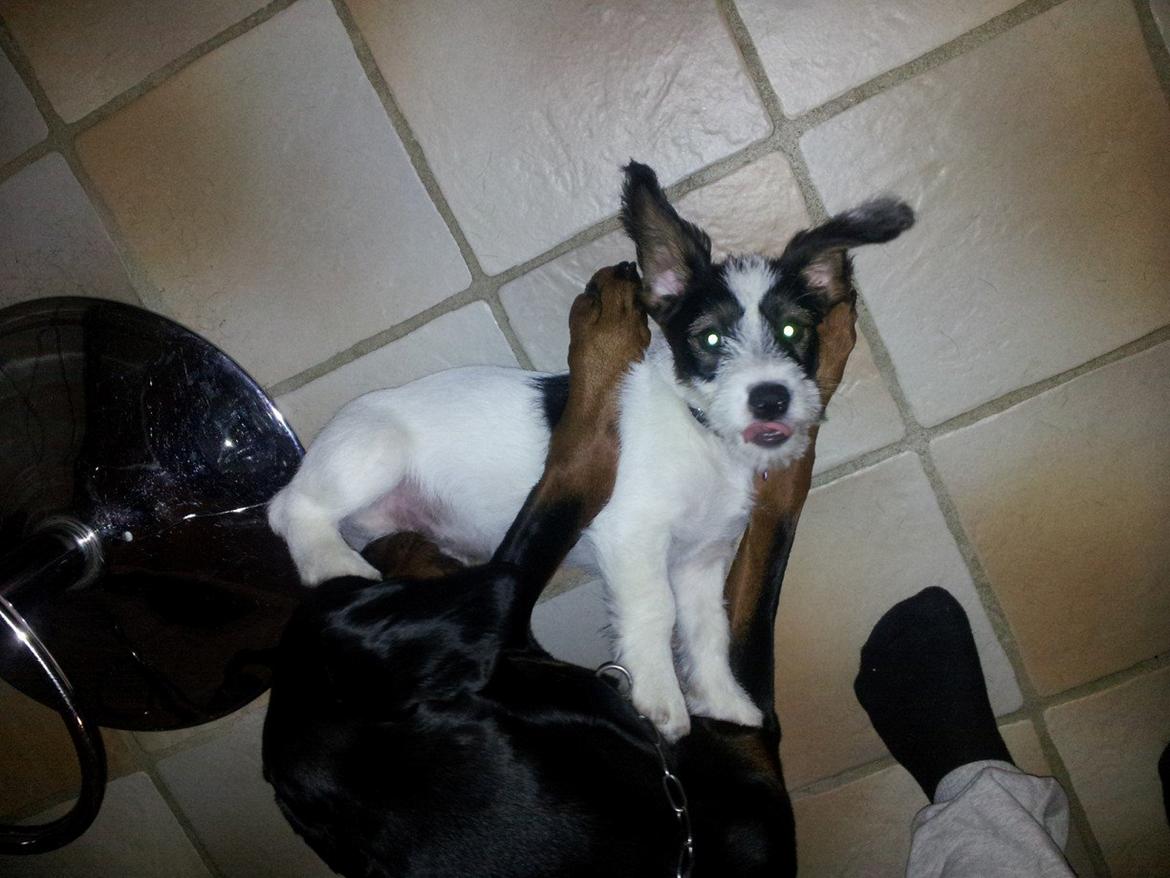 Blanding af racer Twister billede 5