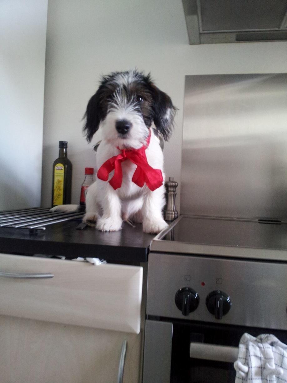 Blanding af racer Twister billede 4