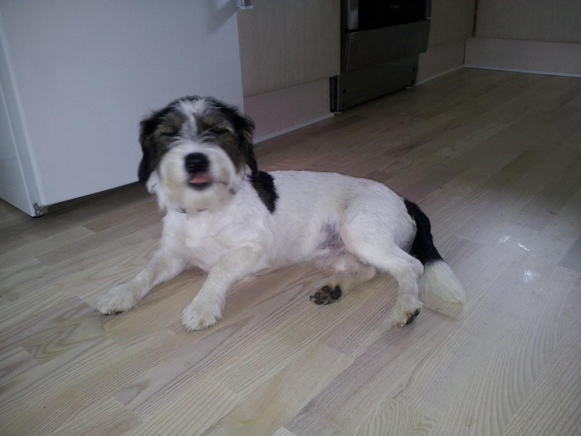 Blanding af racer Twister billede 7