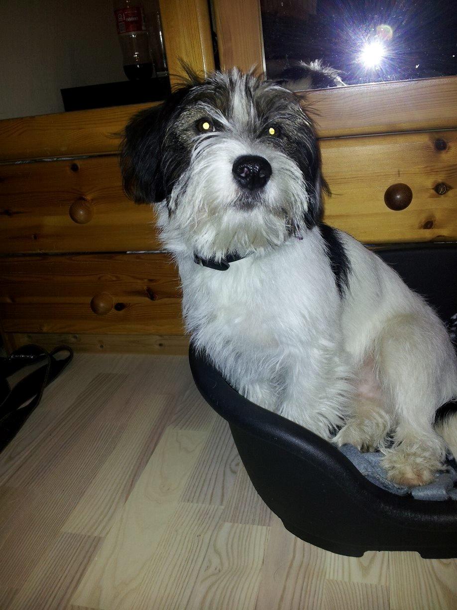 Blanding af racer Twister billede 22