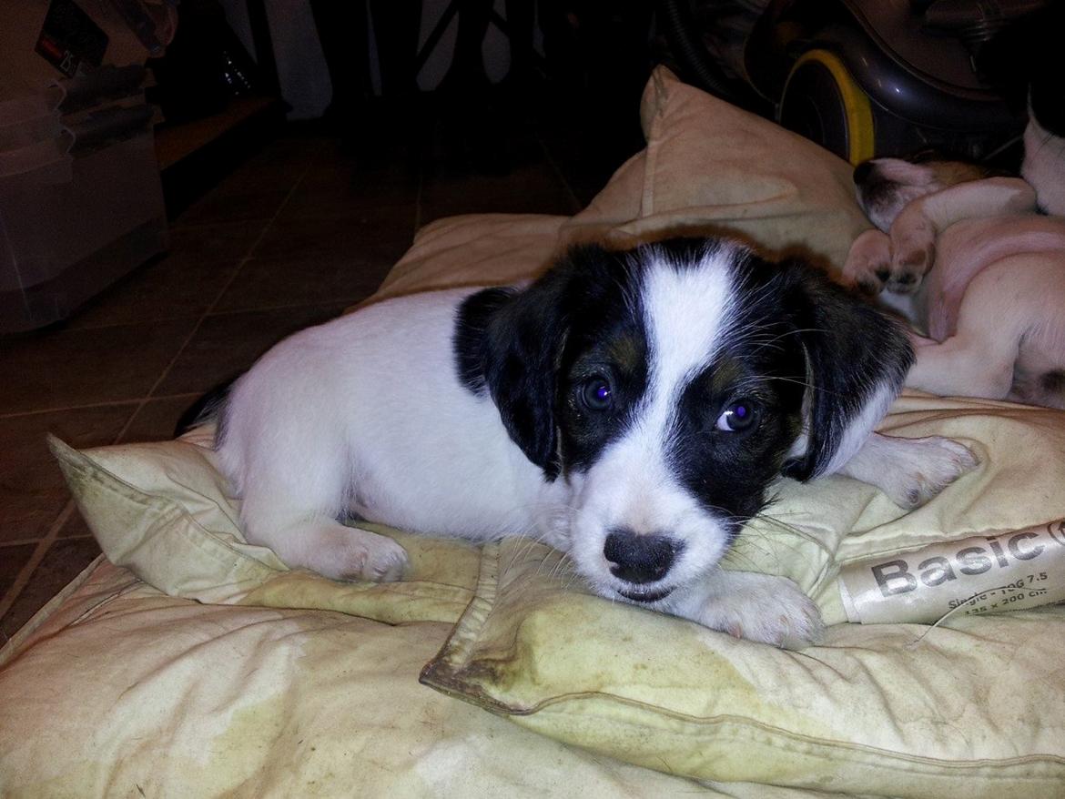 Blanding af racer Twister billede 9