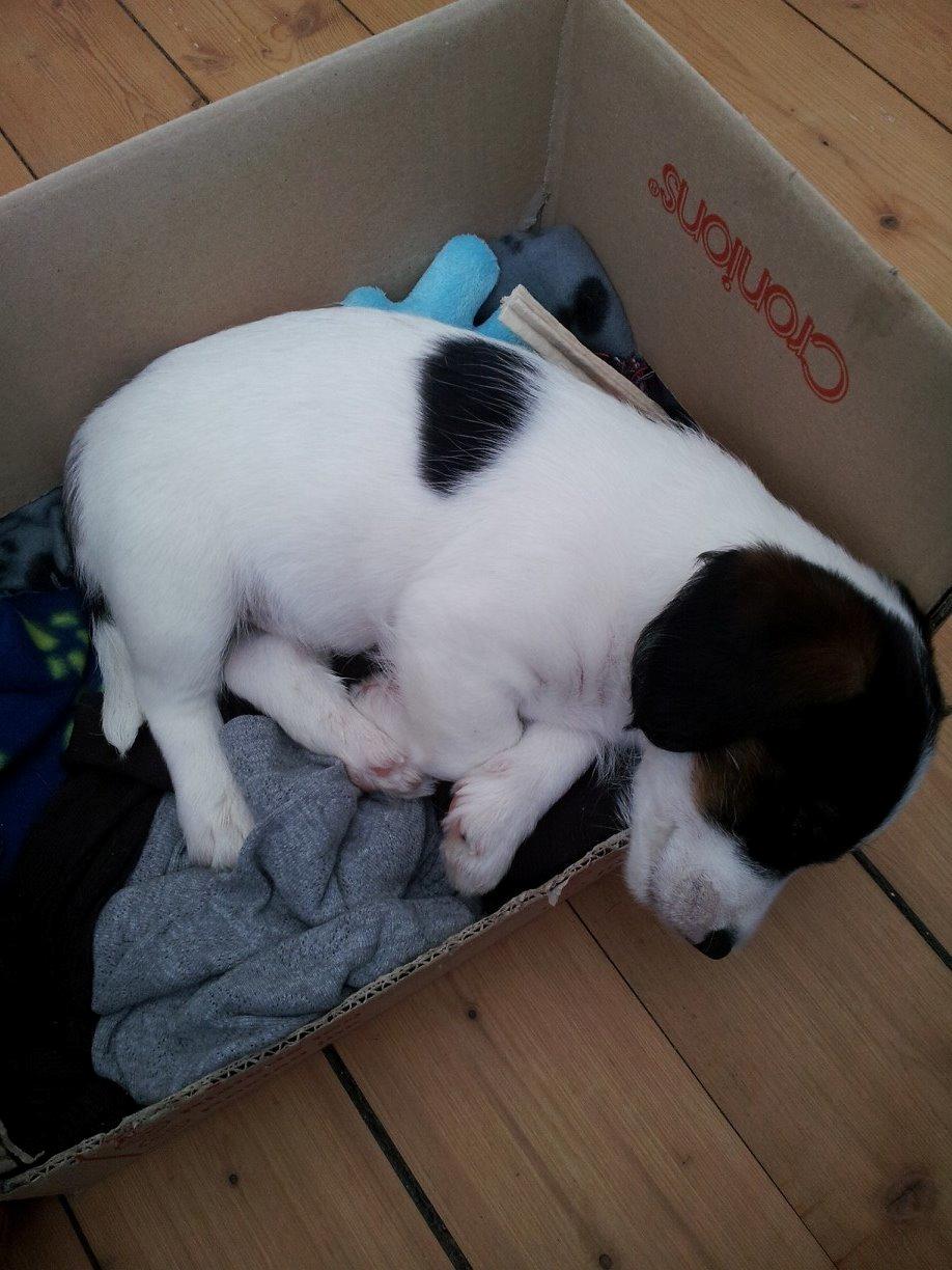 Blanding af racer Twister billede 10