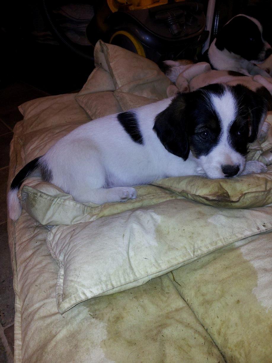 Blanding af racer Twister billede 11