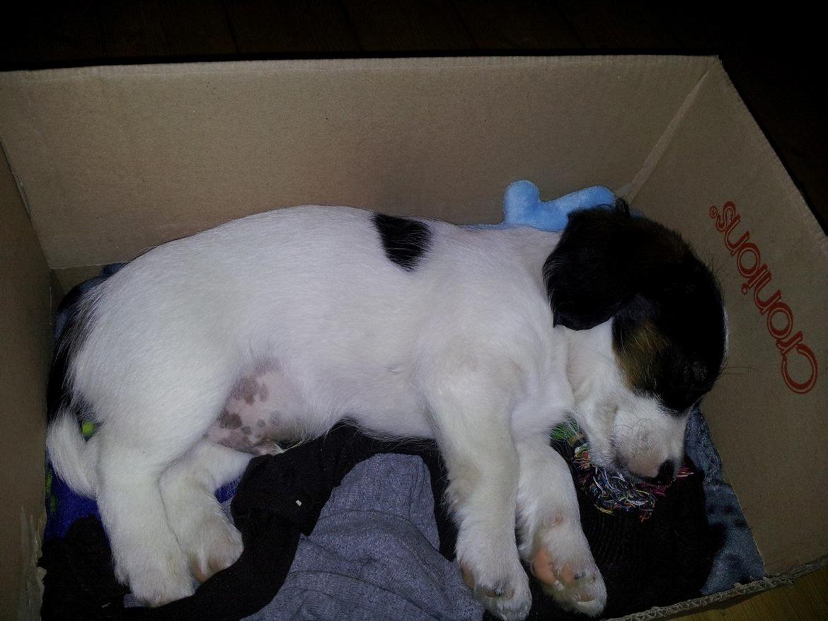 Blanding af racer Twister billede 13