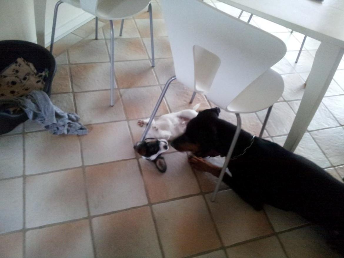 Blanding af racer Twister billede 6