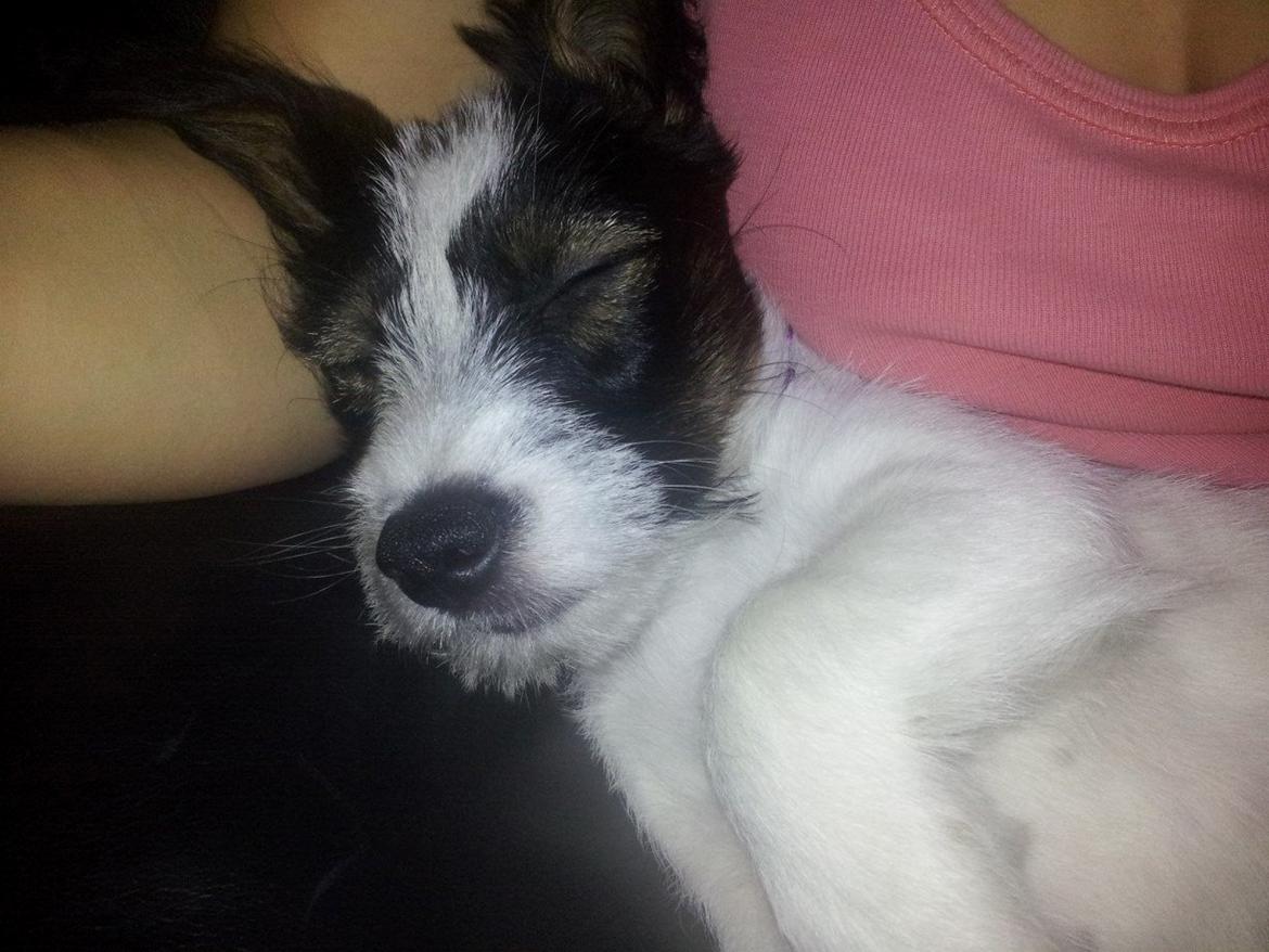 Blanding af racer Twister billede 15