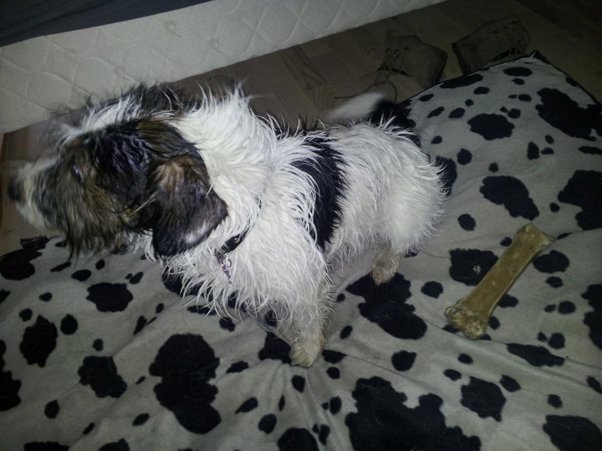 Blanding af racer Twister billede 16