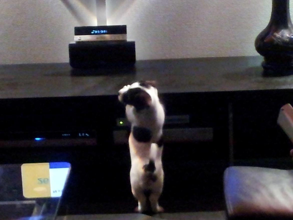 Blanding af racer Twister billede 17