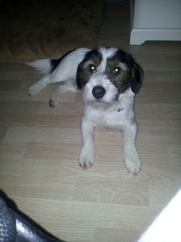 Blanding af racer Twister billede 18