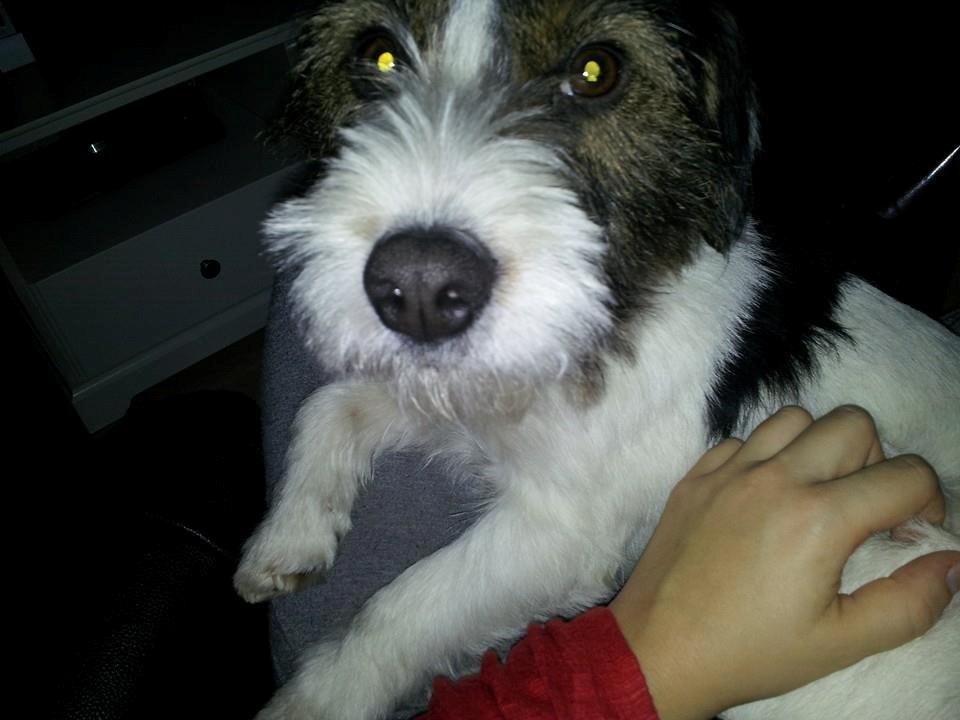 Blanding af racer Twister billede 20