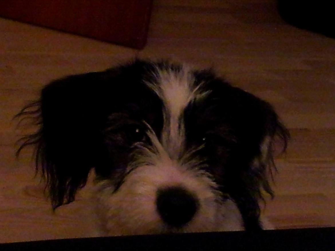 Blanding af racer Twister billede 14