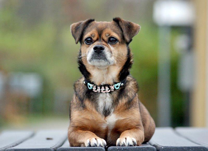 Blanding af racer Lilly - *November 2014* billede 20