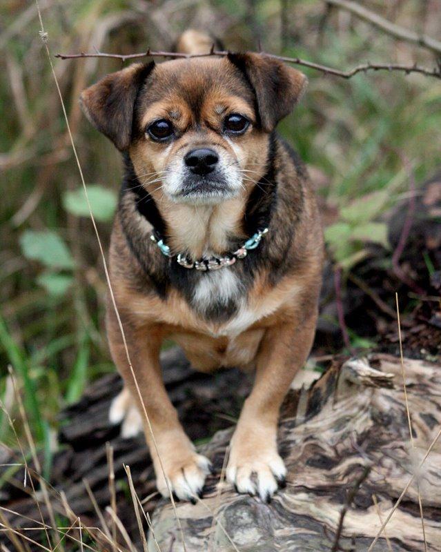 Blanding af racer Lilly - *November 2014* billede 28