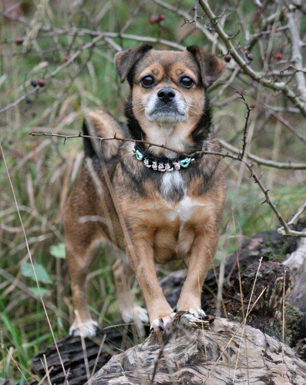 Blanding af racer Lilly - *November 2014* billede 42