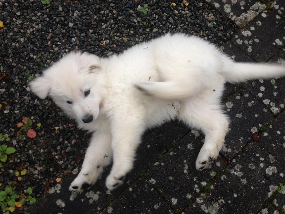 Hvid schæfer Mesh billede 14