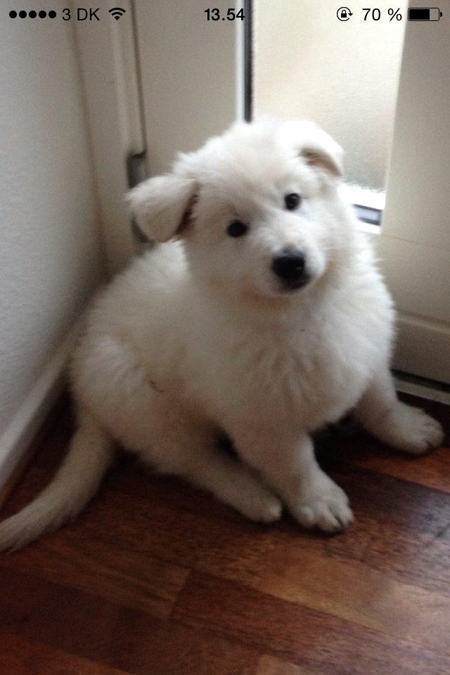 Hvid schæfer Mesh billede 13