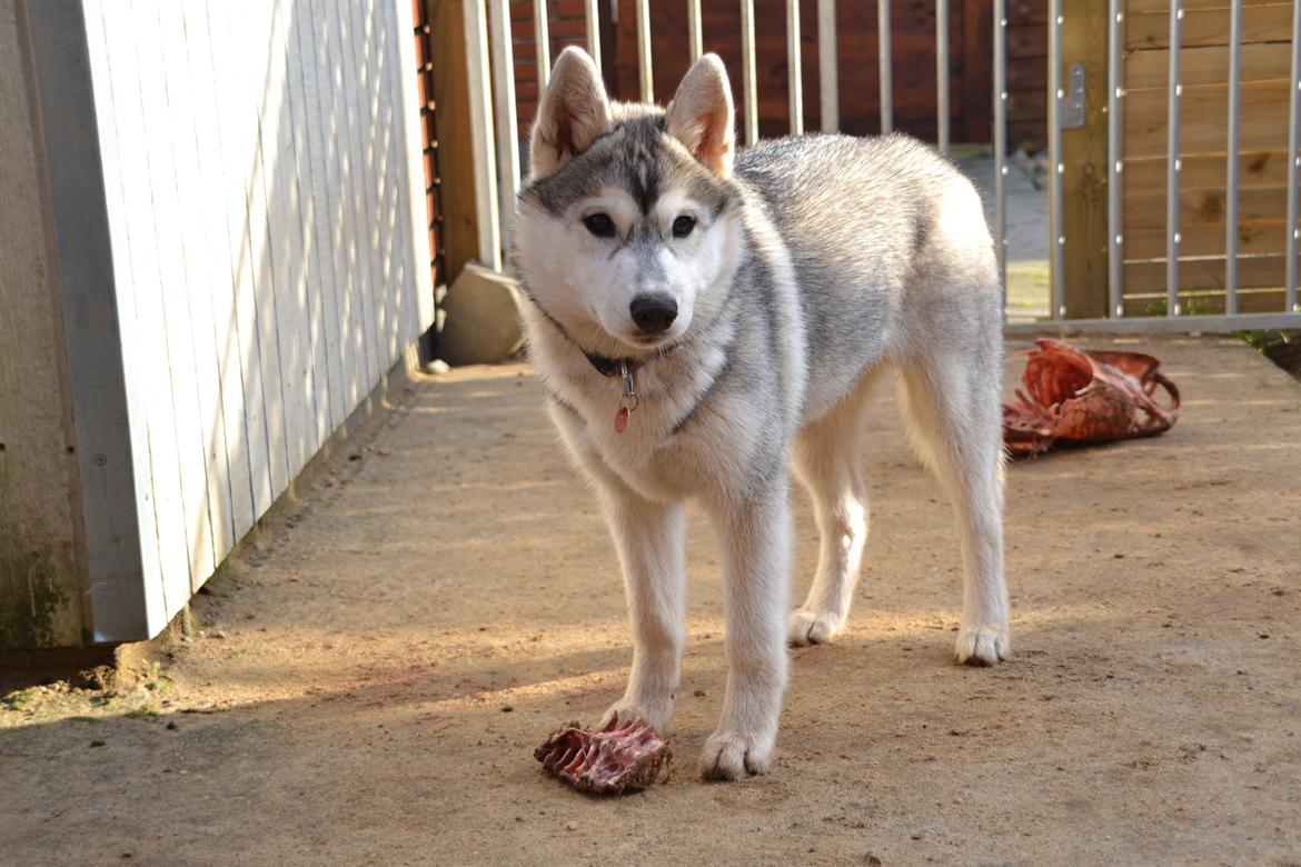 Siberian husky Mesmocan Sunka Yuki billede 23
