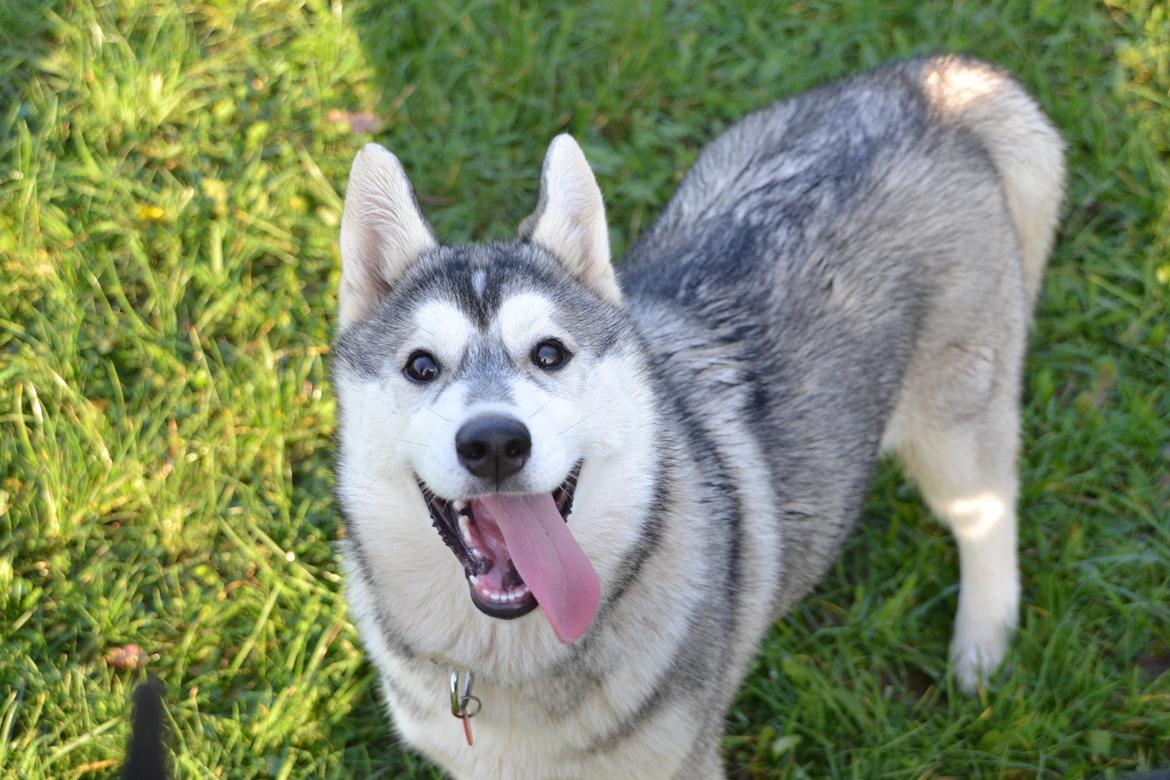 Siberian husky Mesmocan Sunka Yuki billede 24