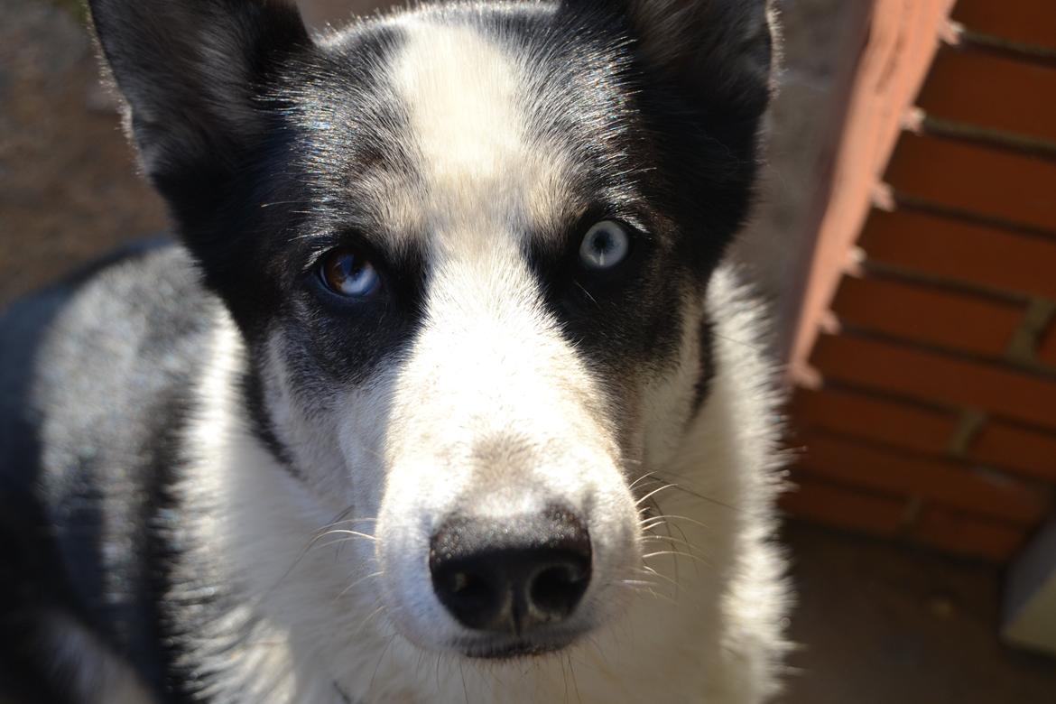 Blanding af racer Blaze billede 28