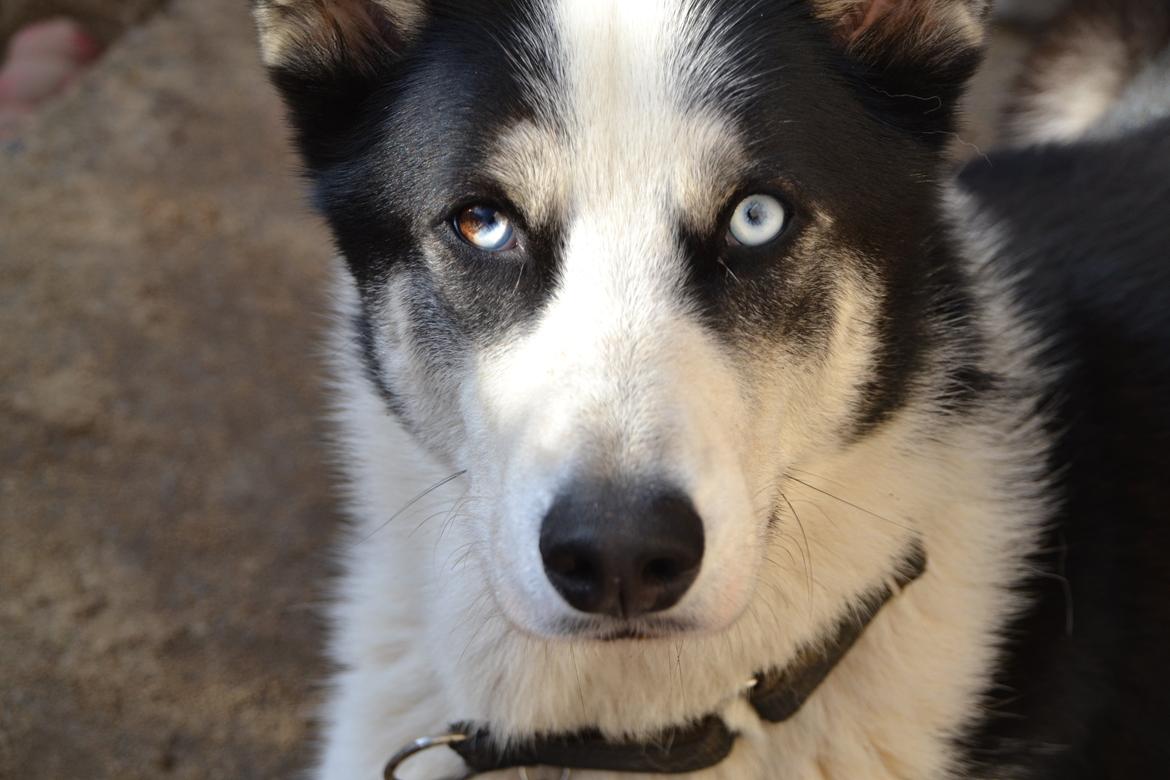 Blanding af racer Blaze billede 29