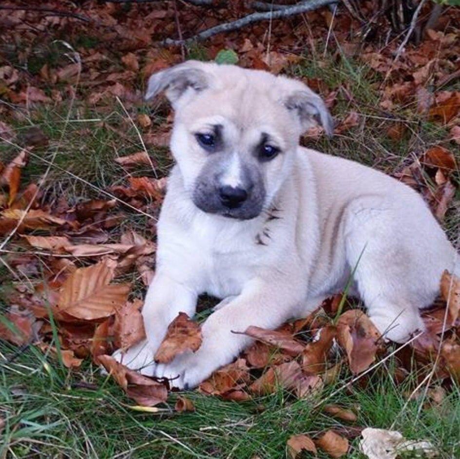 Blanding af racer Luna billede 1