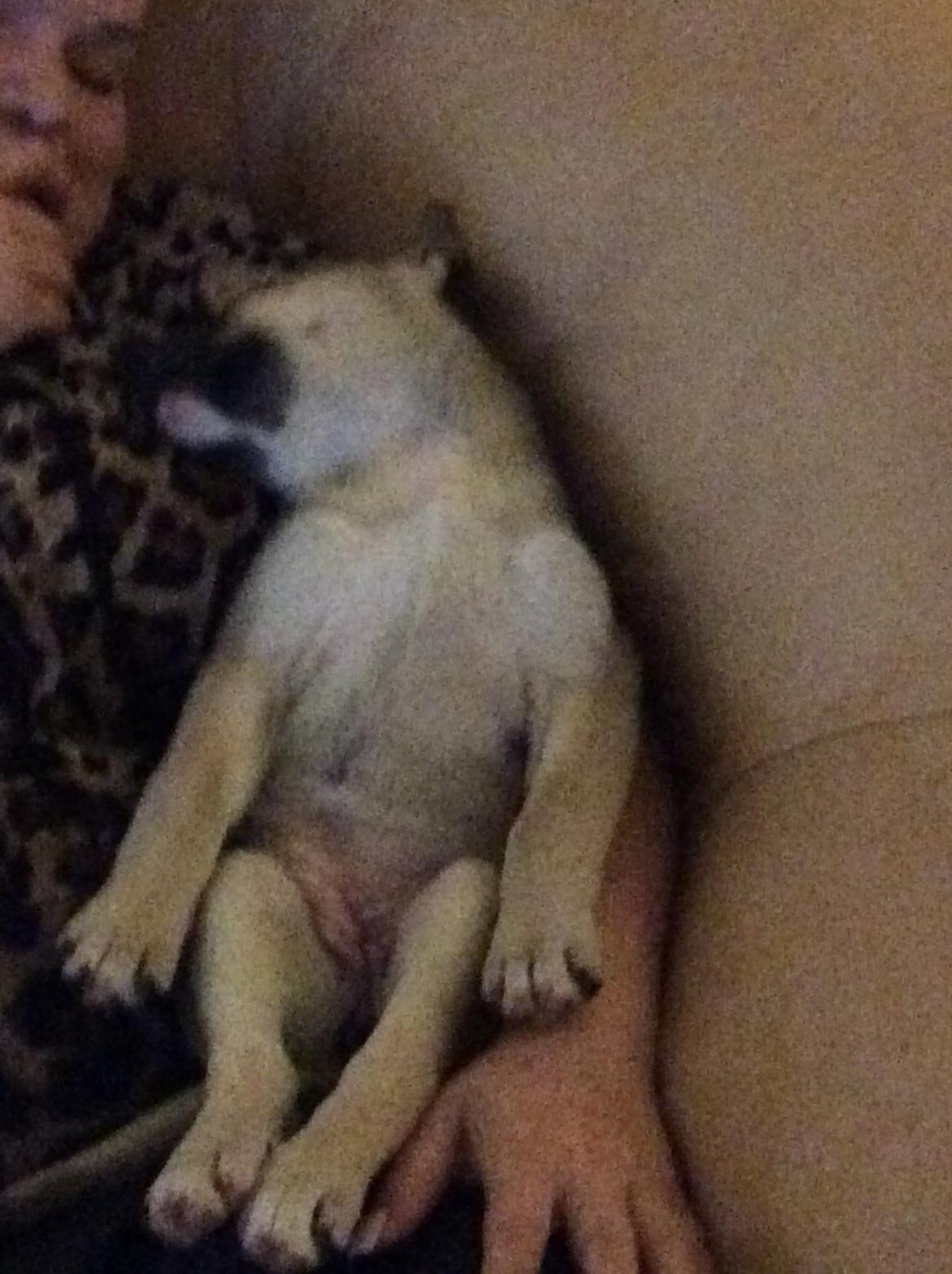 Blanding af racer Luna billede 3