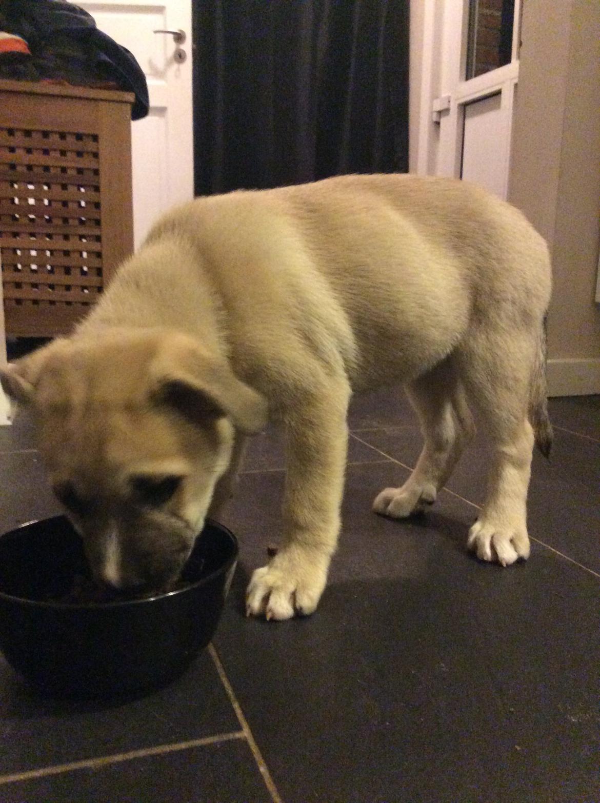 Blanding af racer Luna billede 4